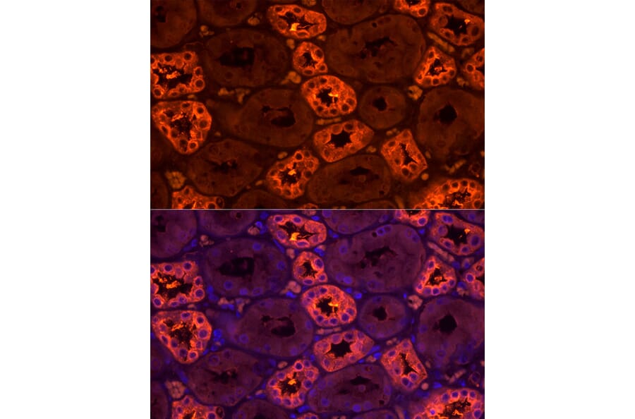 Immunofluorescence - Anti-UMOD Antibody (A309550) - Antibodies.com