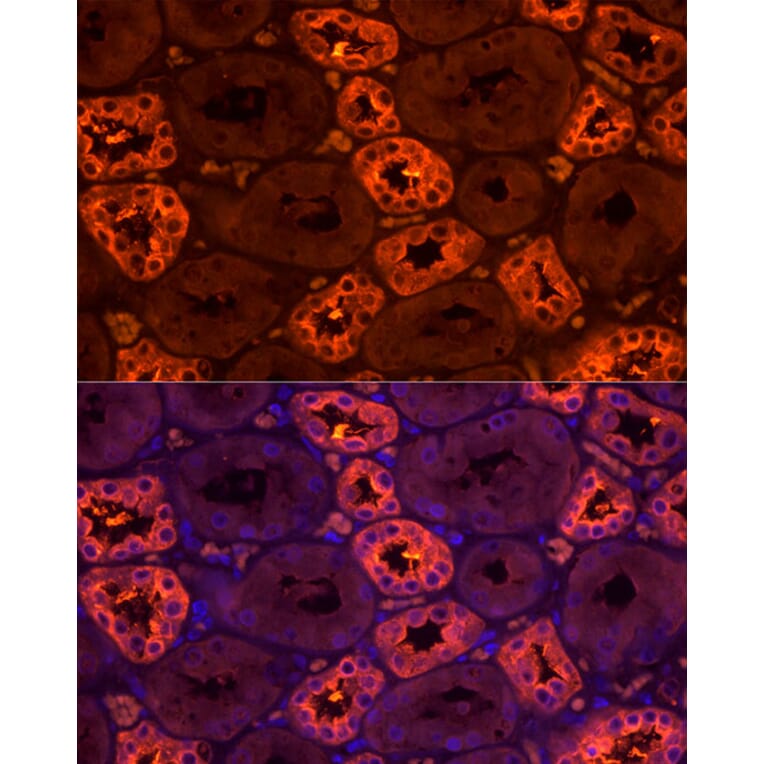 Immunofluorescence - Anti-UMOD Antibody (A309550) - Antibodies.com