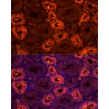 Immunofluorescence - Anti-UMOD Antibody (A309550) - Antibodies.com