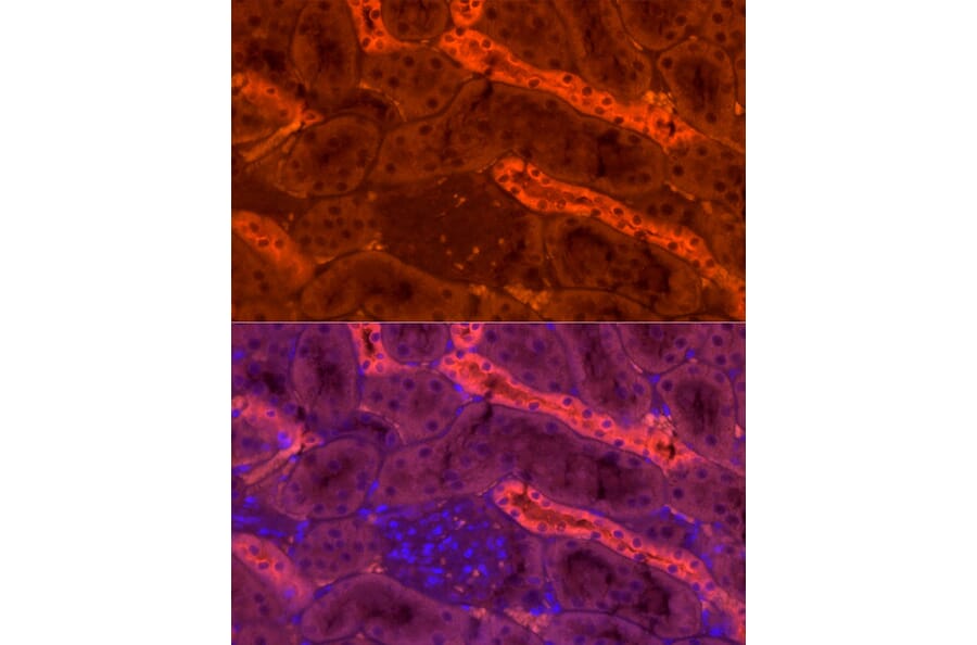 Immunofluorescence - Anti-UMOD Antibody (A309550) - Antibodies.com