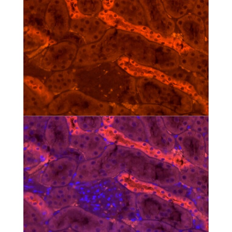 Immunofluorescence - Anti-UMOD Antibody (A309550) - Antibodies.com