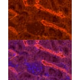 Immunofluorescence - Anti-UMOD Antibody (A309550) - Antibodies.com