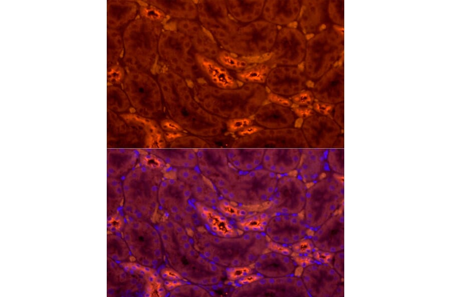 Immunofluorescence - Anti-UMOD Antibody (A309550) - Antibodies.com