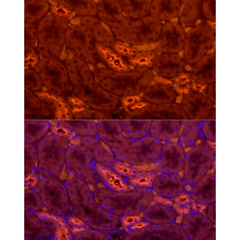 Immunofluorescence - Anti-UMOD Antibody (A309550) - Antibodies.com