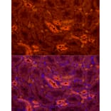 Immunofluorescence - Anti-UMOD Antibody (A309550) - Antibodies.com