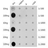 Dot Blot - Anti-2'-O-methyladenosine Antibody (A309551) - Antibodies.com