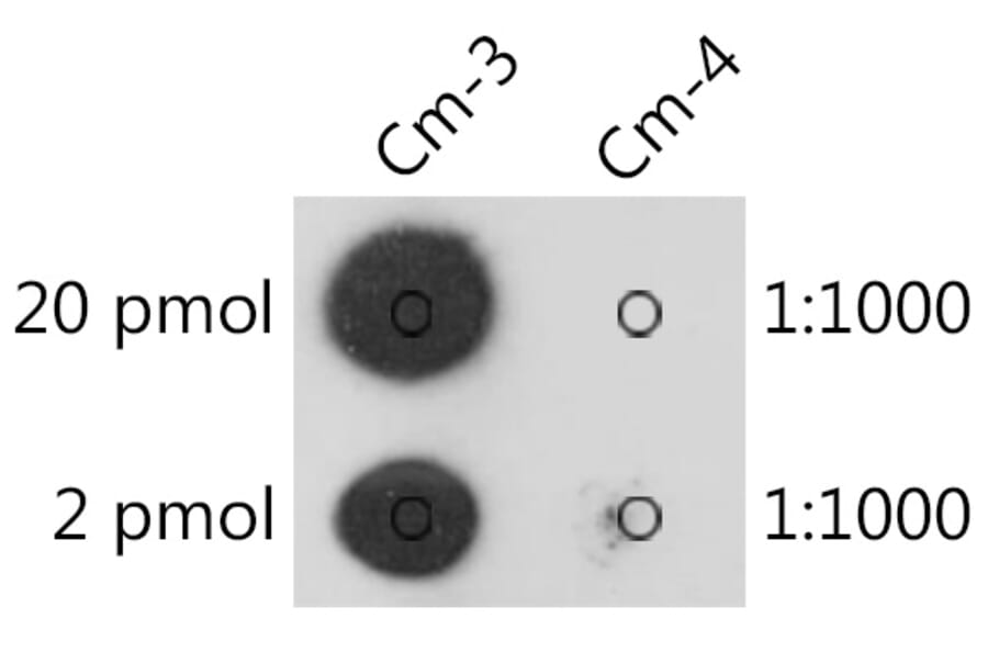 Dot Blot - Anti-2'-O-methylcytidine Antibody (A309554) - Antibodies.com