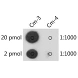 Dot Blot - Anti-2'-O-methylcytidine Antibody (A309554) - Antibodies.com