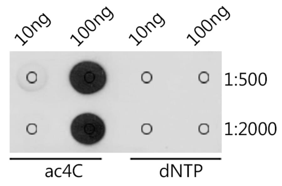 Dot Blot - Anti-N4-acetylcytidine/ac4C Antibody (A309555) - Antibodies.com