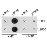 Dot Blot - Anti-N4-acetylcytidine/ac4C Antibody (A309555) - Antibodies.com