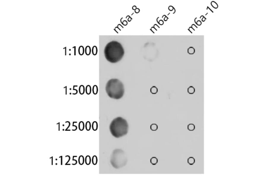Dot Blot - Anti-N6-Methyladenosine/m6A Antibody [ARC5003-10] (A309557) - Antibodies.com