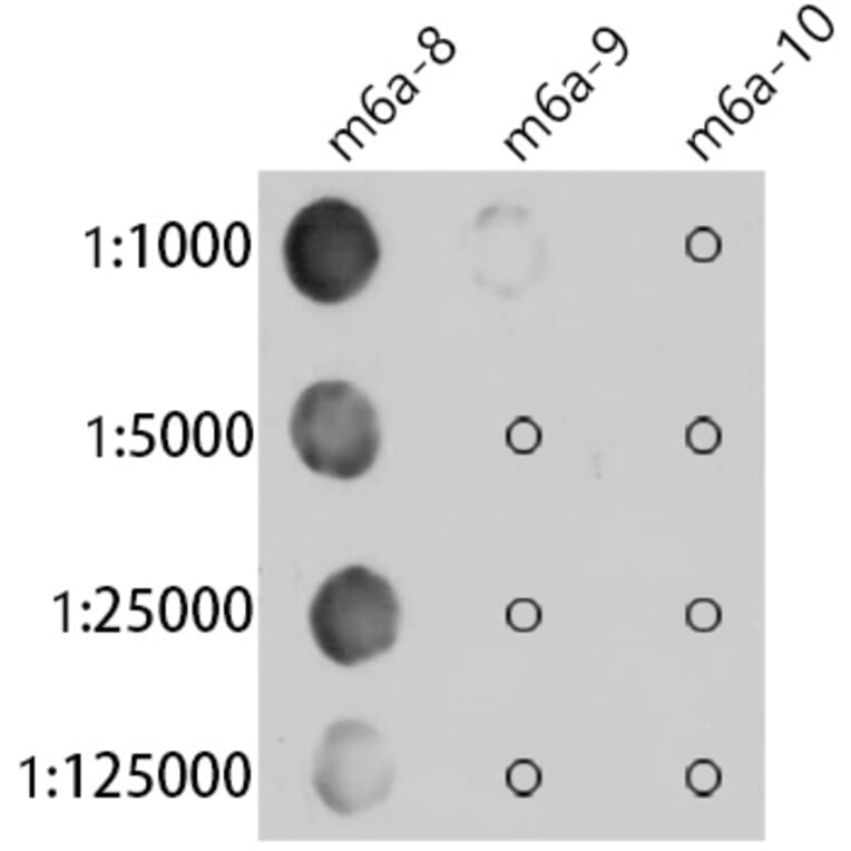 Dot Blot - Anti-N6-Methyladenosine / m6A Antibody [ARC5003-10] (A309557) - Antibodies.com