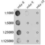 Dot Blot - Anti-N6-Methyladenosine / m6A Antibody [ARC5003-10] (A309557) - Antibodies.com