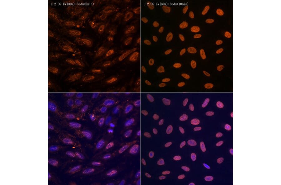 Immunofluorescence - Anti-N6-methyladenosine/m6A Antibody [ARC5003-10] (A309557) - Antibodies.com