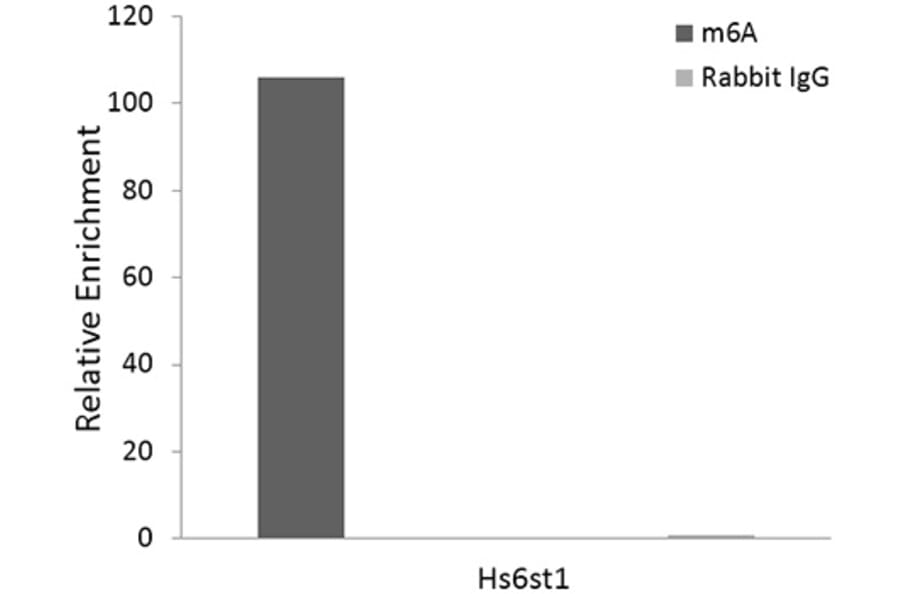 RNA Immunoprecipitation - Anti-N6-methyladenosine/m6A Antibody [ARC5003-10] (A309557) - Antibodies.com