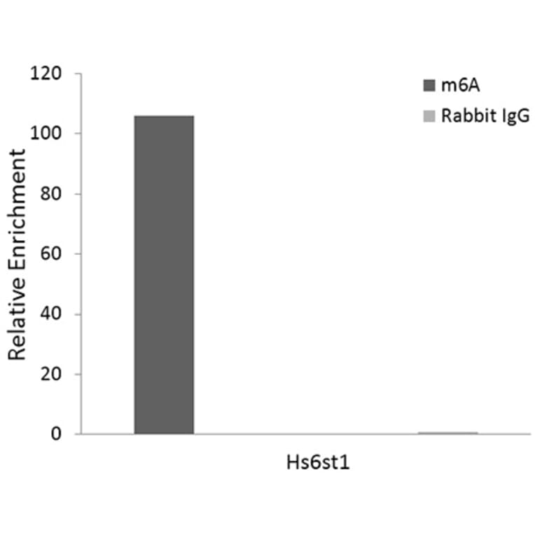 RNA Immunoprecipitation - Anti-N6-methyladenosine / m6A Antibody [ARC5003-10] (A309557) - Antibodies.com