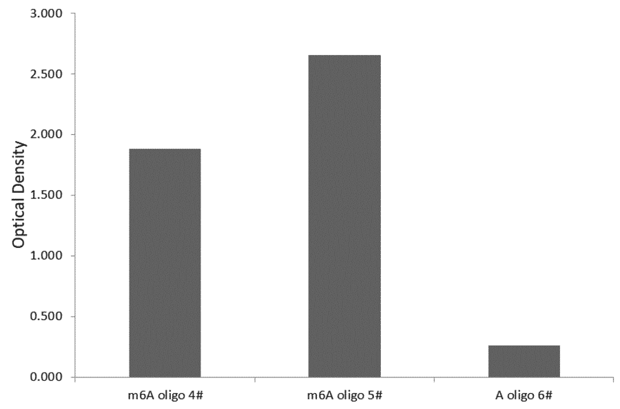 Nucleotide Array - Anti-N6-methyladenosine/m6A Antibody (A309558) - Antibodies.com
