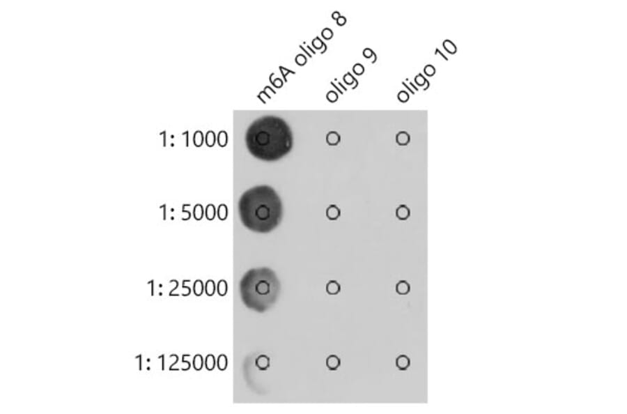 Dot Blot - Anti-N6-Methyladenosine/m6A Antibody [ARC5003-03] (A309558) - Antibodies.com