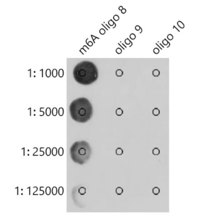 Dot Blot - Anti-N6-Methyladenosine/m6A Antibody [ARC5003-03] (A309558) - Antibodies.com