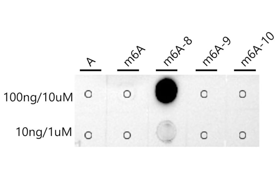 Dot Blot - Anti-N6-methyladenosine/m6A Antibody [ARC5003-03] (A309558) - Antibodies.com