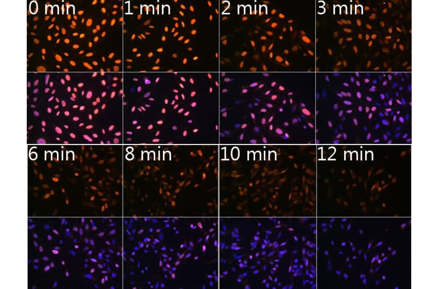 Immunofluorescence - Anti-N6-methyladenosine/m6A Antibody [ARC5003-03] (A309558) - Antibodies.com