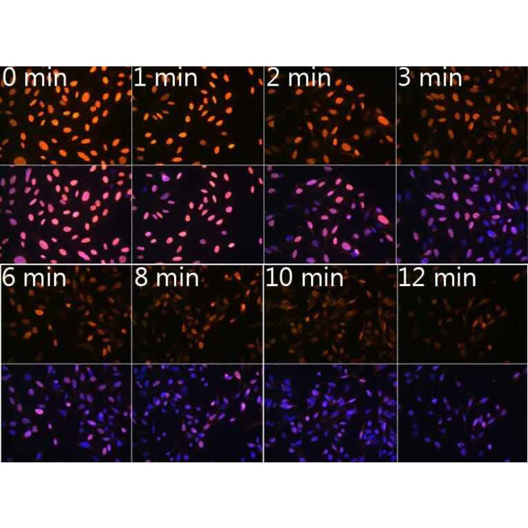 Immunofluorescence - Anti-N6-methyladenosine/m6A Antibody [ARC5003-03] (A309558) - Antibodies.com