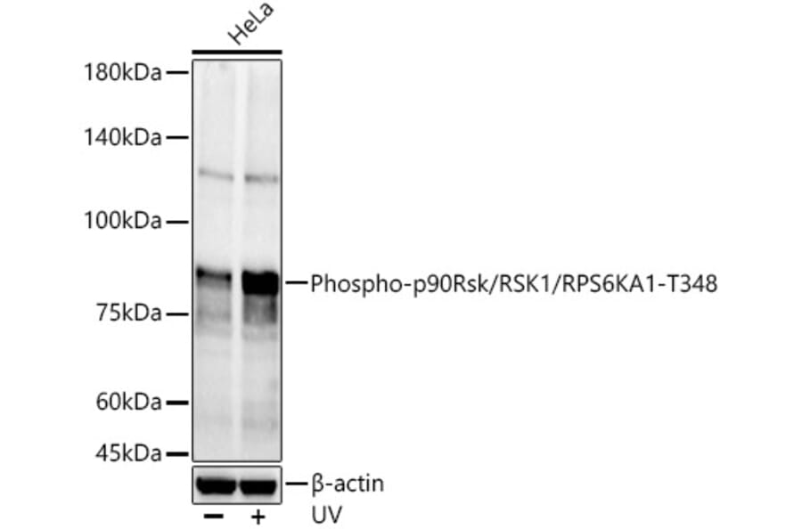 Western Blot - Anti-RSK1 p90 (phospho Thr348) Antibody (A309559) - Antibodies.com
