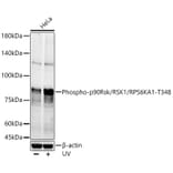 Western Blot - Anti-RSK1 p90 (phospho Thr348) Antibody (A309559) - Antibodies.com