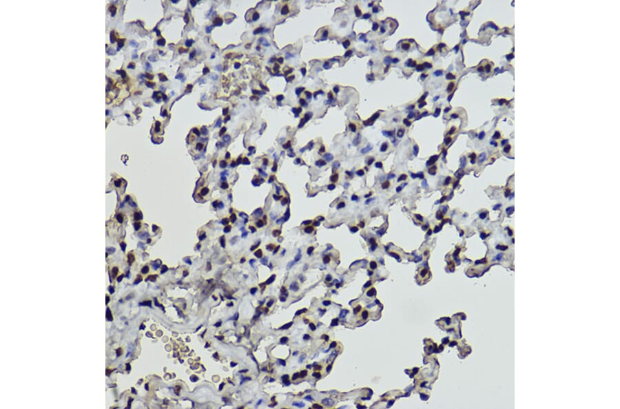 Immunohistochemistry - Anti-Histone H2B (formyl K108) Antibody [ARC2492] (A309561) - Antibodies.com