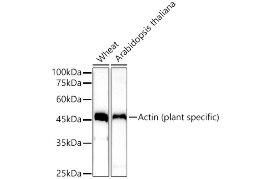 Western Blot - Anti-Actin (phospho lant-specific) Antibody (A309564) - Antibodies.com