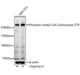 Western Blot - Anti-Acetyl Coenzyme A carboxylase (phospho Ser79) Antibody (A309565) - Antibodies.com