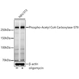 Western Blot - Anti-Acetyl Coenzyme A carboxylase (phospho Ser79) Antibody (A309565) - Antibodies.com