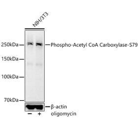 Western Blot - Anti-Acetyl Coenzyme A carboxylase (phospho Ser79) Antibody [ARC56611] (A309566) - Antibodies.com