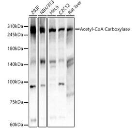 Western Blot - Anti-Acetyl Coenzyme A carboxylase Antibody [ARC59304] (A309568) - Antibodies.com