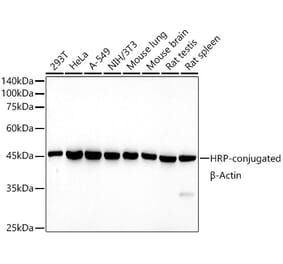 Western Blot - Anti-beta Actin Antibody [AMC0001] (HRP) (A309569) - Antibodies.com