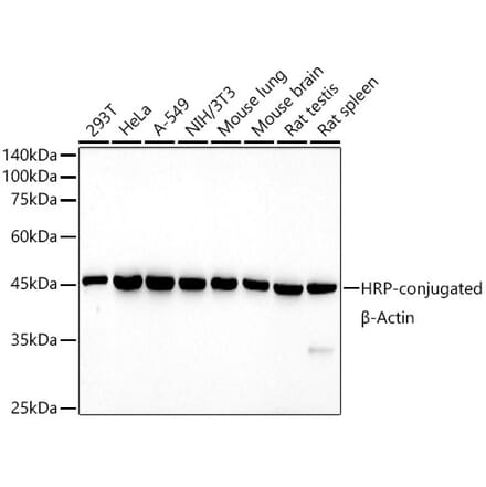 Western Blot - Anti-beta Actin Antibody [AMC0001] (HRP) (A309569) - Antibodies.com