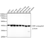 Western Blot - Anti-beta Actin Antibody [AMC0001] (HRP) (A309569) - Antibodies.com