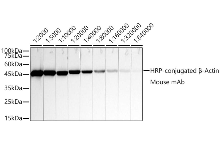 Western Blot - Anti-beta Actin Antibody [AMC0001] (HRP) (A309569) - Antibodies.com