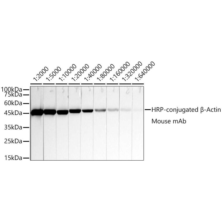 Western Blot - Anti-beta Actin Antibody [AMC0001] (HRP) (A309569) - Antibodies.com