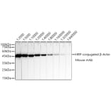 Western Blot - Anti-beta Actin Antibody [AMC0001] (HRP) (A309569) - Antibodies.com