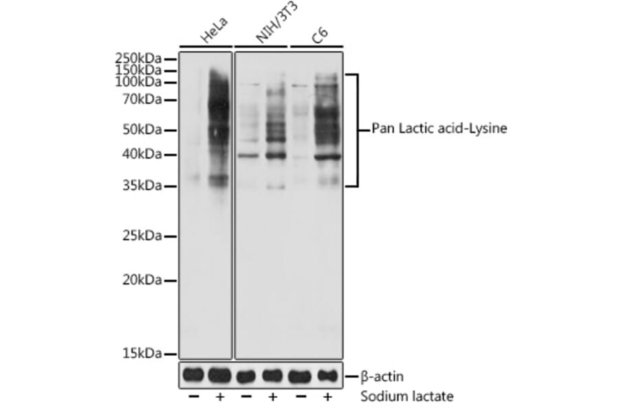 Western Blot - Anti-lactylated Lysine Antibody (A309571) - Antibodies.com
