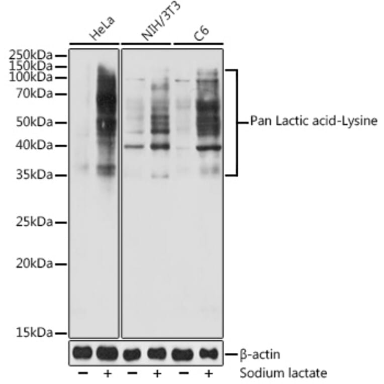 Western Blot - Anti-lactylated Lysine Antibody (A309571) - Antibodies.com