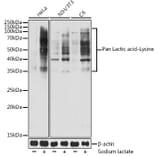 Western Blot - Anti-lactylated Lysine Antibody (A309571) - Antibodies.com