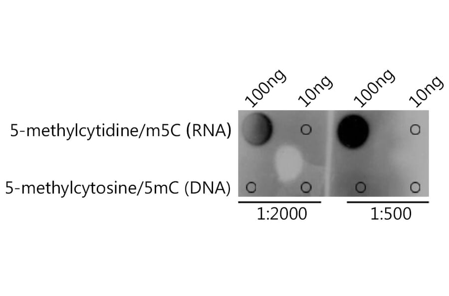 Dot Blot - Anti-5-methylcytidine/m5C Antibody (A309573) - Antibodies.com