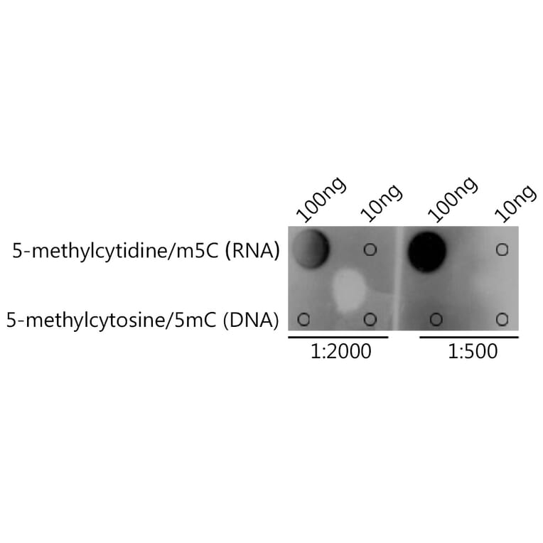 Dot Blot - Anti-5-methylcytidine/m5C Antibody (A309573) - Antibodies.com