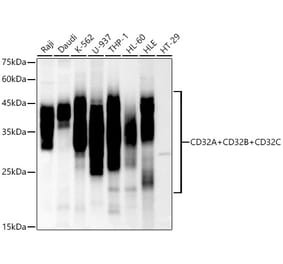 Western Blot - Anti-CD32 Antibody [ARC2905] (A309574) - Antibodies.com
