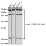 Western Blot - Anti-pan-tri-methyl Lysine Antibody (A309579) - Antibodies.com