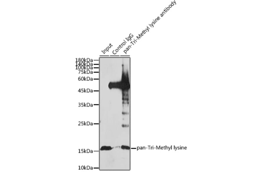 Western Blot - Anti-pan-tri-methyl Lysine Antibody (A309579) - Antibodies.com