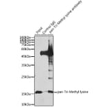 Western Blot - Anti-pan-tri-methyl Lysine Antibody (A309579) - Antibodies.com