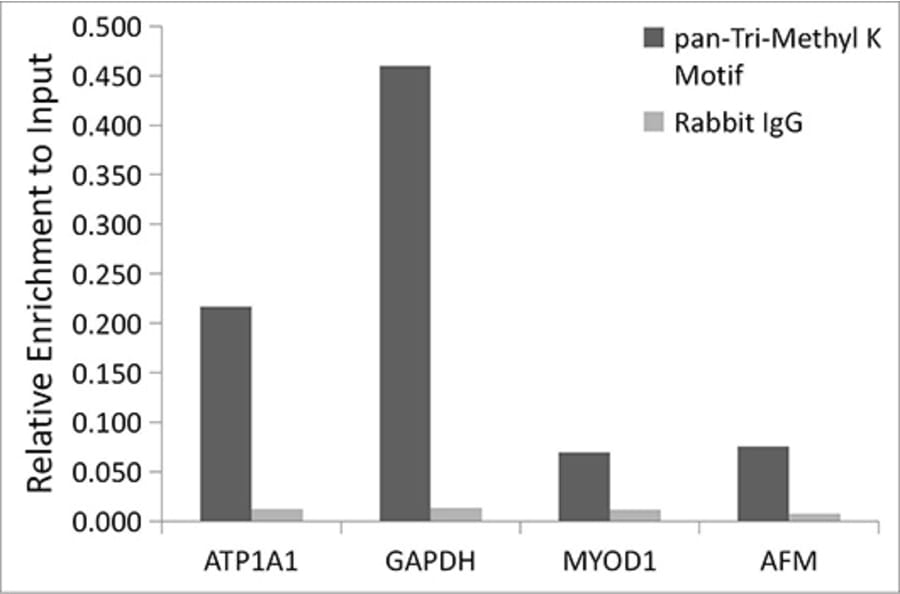 Chromatin Immunoprecipitation - Anti-pan-tri-methyl Lysine Antibody (A309579) - Antibodies.com